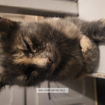 Foto 1/1 Duran Ildiz Chat perdido en St etienne