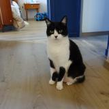 Foto del gato perdido en Montauban