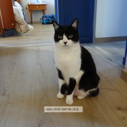 Foto 1/1 Mao Chat perdido en Montauban