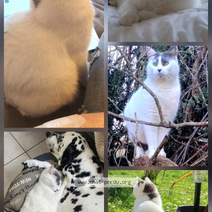 Foto 1/1 Chacha Chat perdido en Thesee