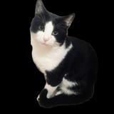 Foto del gato perdido en Anjou