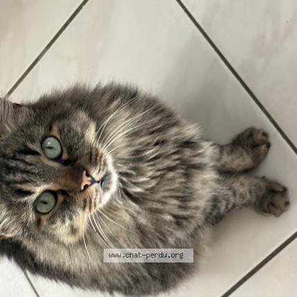 Foto 1/1 Filou Chat perdido en Nimes