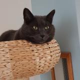 Foto del gato perdido en Strasbourg