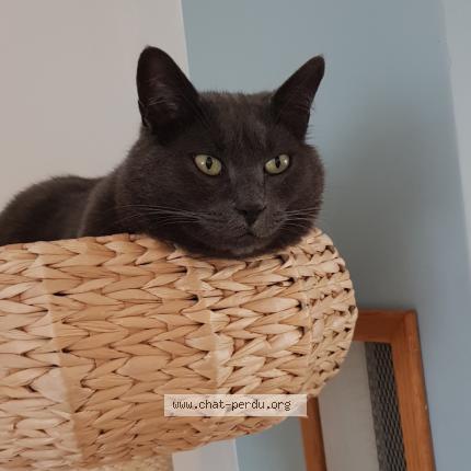 Foto 1/1 Lilie Chat perdido en Strasbourg