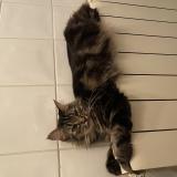 Foto del gato perdido en Dax