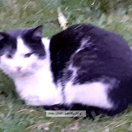 Foto 1/1 Gato encontrado Encontrado en Paris