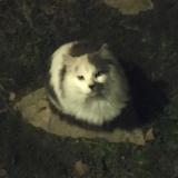 Foto de gato encontrado en Mane