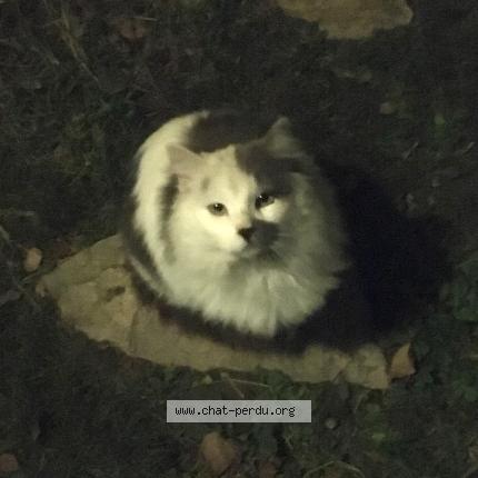 Foto 1/1 Gato encontrado Encontrado en Mane