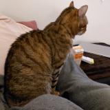 Foto del gato perdido en Brenat