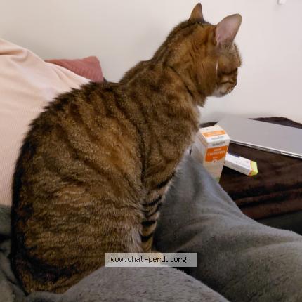 Foto 1/1 Harry Chat perdido en Brenat