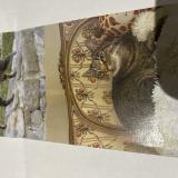 Foto del gato perdido en Couffoulens