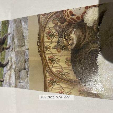 Foto 1/1 Plume Chat perdido en Couffoulens