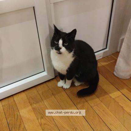 Foto 1/1 Stacy Chat perdido en Paris