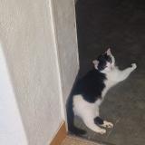 Foto del gato perdido en Chateau Gontier Sur Mayenne