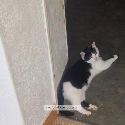 Foto 1/1 Eden Chat perdido en Chateau gontier sur mayenne