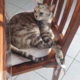 Foto del gato perdido en Quilly