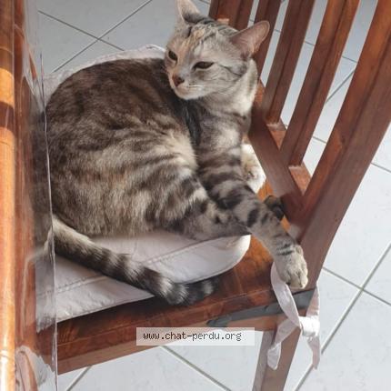 Foto 1/1 Oprah Chat perdido en Quilly