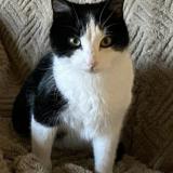 Foto del gato perdido en Mareau Aux Pres