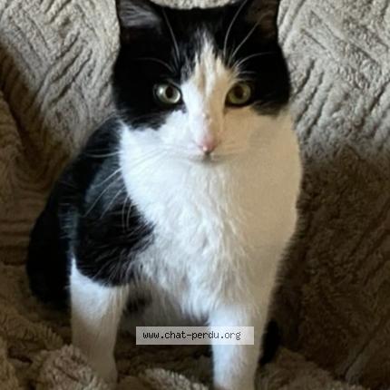 Foto 1/1 Bobby Chat perdido en Mareau aux pres