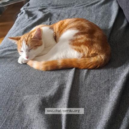 Foto 1/1 Aribo Chat perdido en Albi