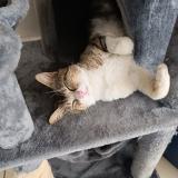 Foto del gato perdido en Saint Martin Du Fouilloux