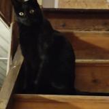 Foto del gato perdido en Coing