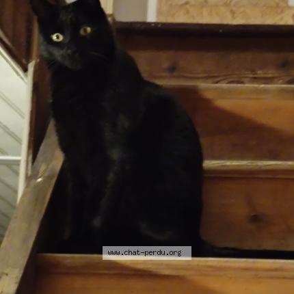 Foto 1/1 Doudou Chat perdido en Coing