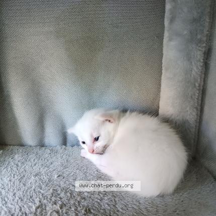 Foto 1/1 Bébé mousse Chat perdido en Hauterive