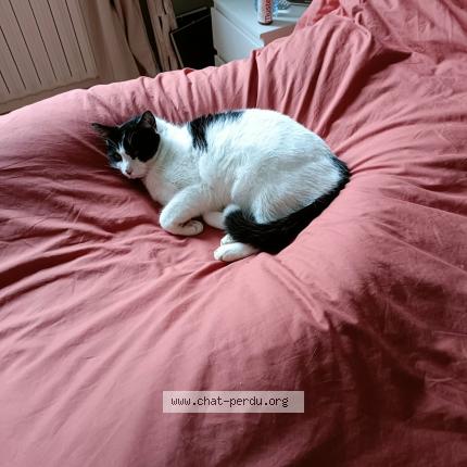 Foto 1/1 Nouky Chat perdido en Ymonville