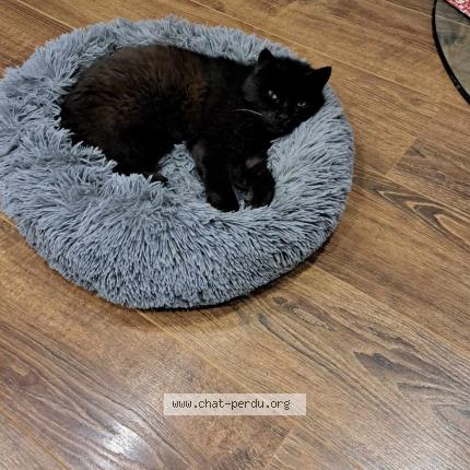 Foto 1/1 Jaffard ou minou Chat perdido en Pargny la dhuys