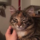 Foto del gato perdido en Bussieres