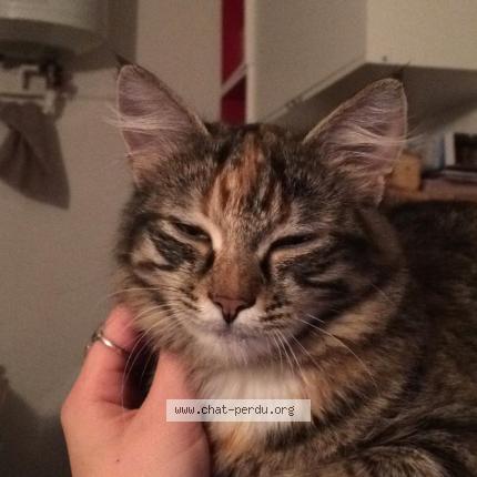 Foto 1/1 Juju Chat perdido en Bussieres