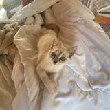 Foto del gato perdido en Gardonne