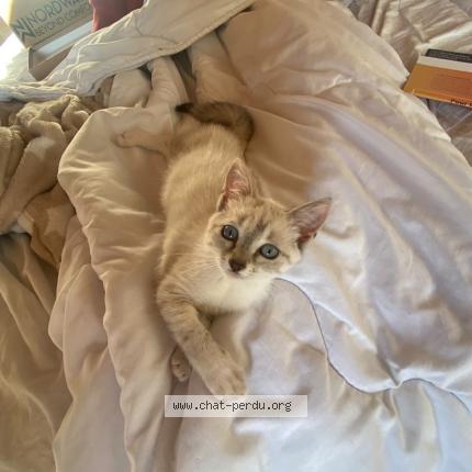 Foto 1/1 Arya Chat perdido en Gardonne