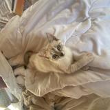 Foto del gato perdido en Gardonne