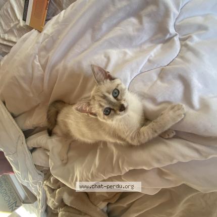 Foto 1/1 Arya Chat perdido en Gardonne