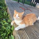 Foto del gato perdido en Pulnoy