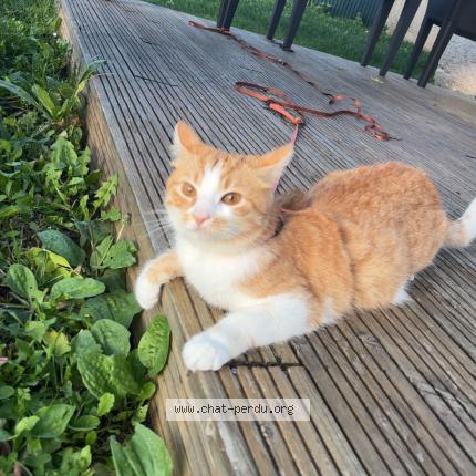 Foto 1/1 Tigrou Chat perdido en Pulnoy