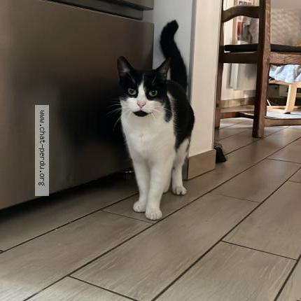 Foto 1/1 Toki Chat perdido en Grenoble