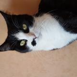 Foto del gato perdido en Angers