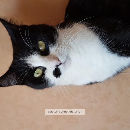 Foto 1/1 Lolla Delobelle Chat perdido en Angers