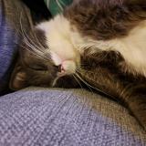 Foto de gato encontrado en Nantes