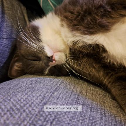 Foto 1/1 Gato encontrado Encontrado en Nantes