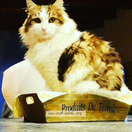 Foto 1/1 Mika ou boulet Chat perdido en Epagny metz tessy