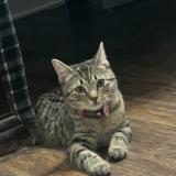 Foto del gato perdido en Lebanon