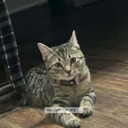 Foto 1/1 Nala Chat perdido en Lebanon