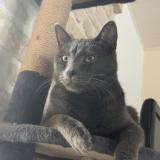 Foto del gato perdido en Macqueville