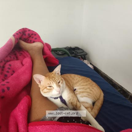 Foto 1/1 Leo Chat perdido en Salem