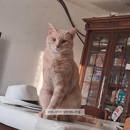 Foto 1/1 sandrine richard Chat perdido en Boutervilliers