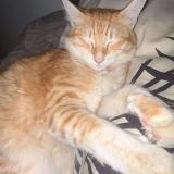 Foto del gato perdido en Perpignan